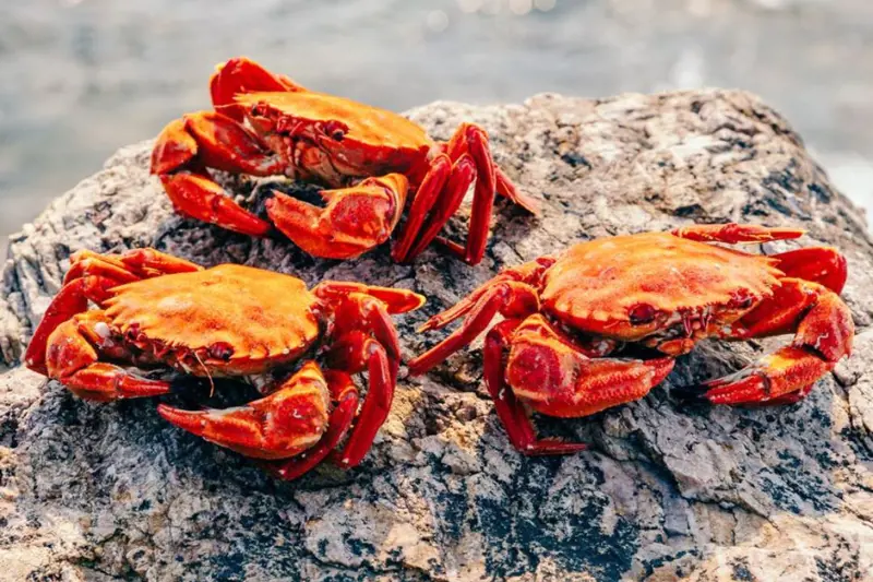 West Coast Crab Sales Photo