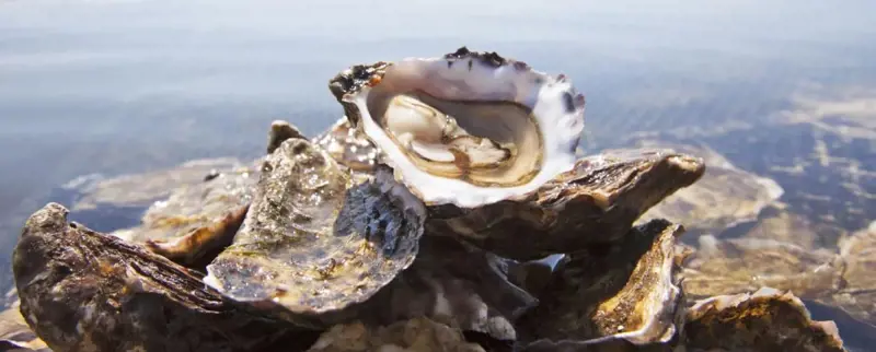 Oysters arranged beside the water
