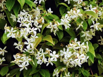 Grow Guide: Climbing Plants