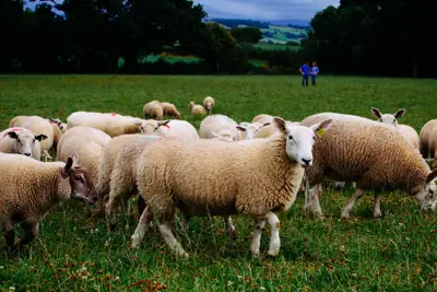 Addressing the Deficit — Quality Assured Lamb