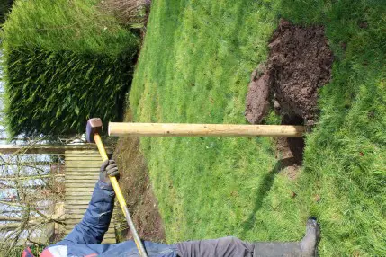 hammer stake into ground before planting tree