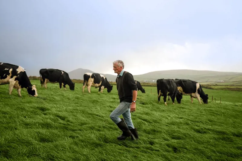Dairy farmer walking through field with cows.