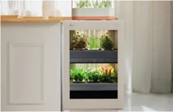 Plants on a shelf