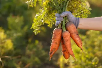 Horticulture and cereals