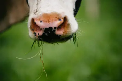 Grass Fed Dairy