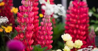 Grow Guide: Perennials