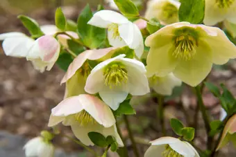 December Gardening