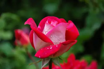 Grow Guide: Roses