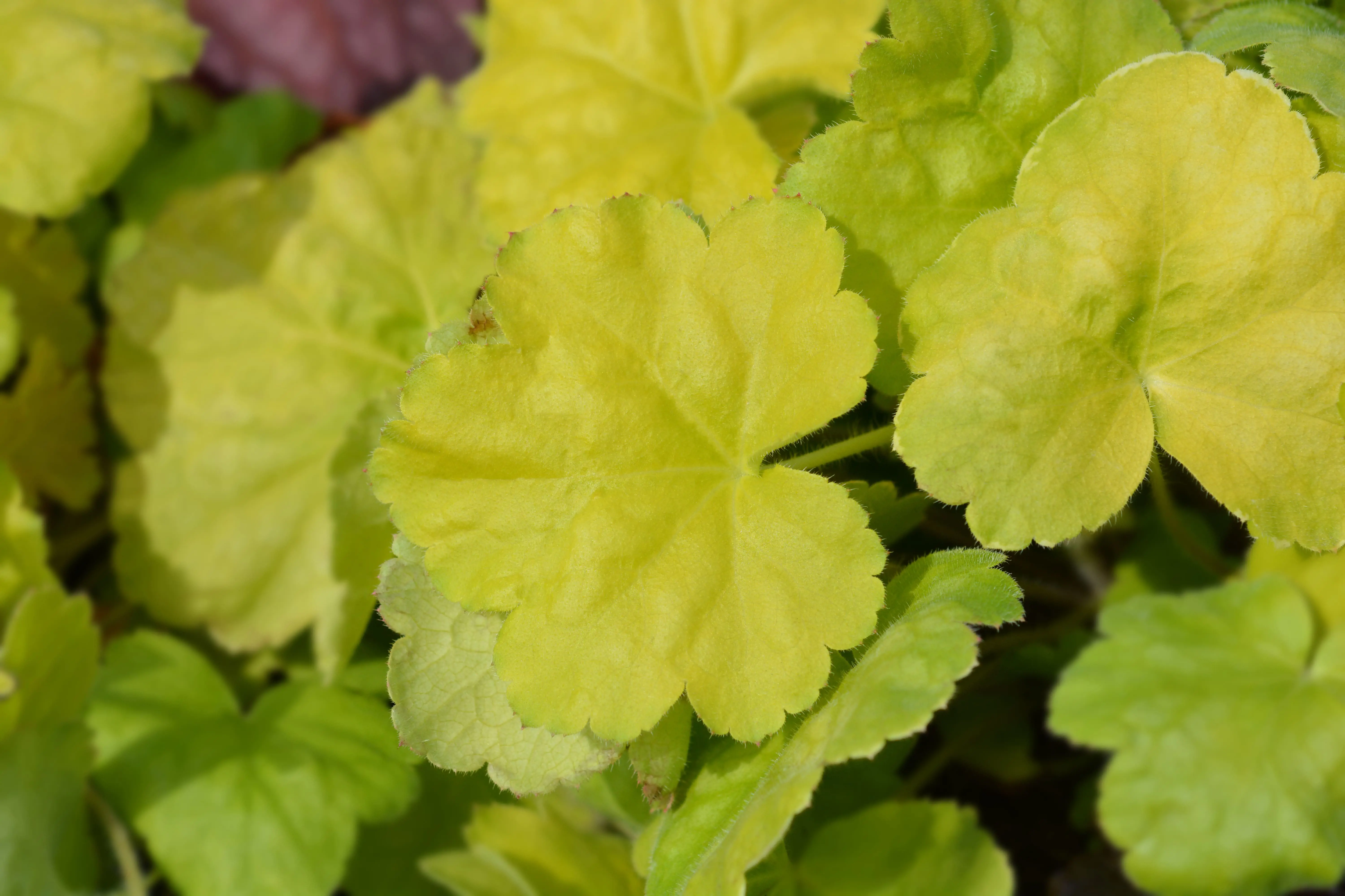Heuchera Image-min.jpg