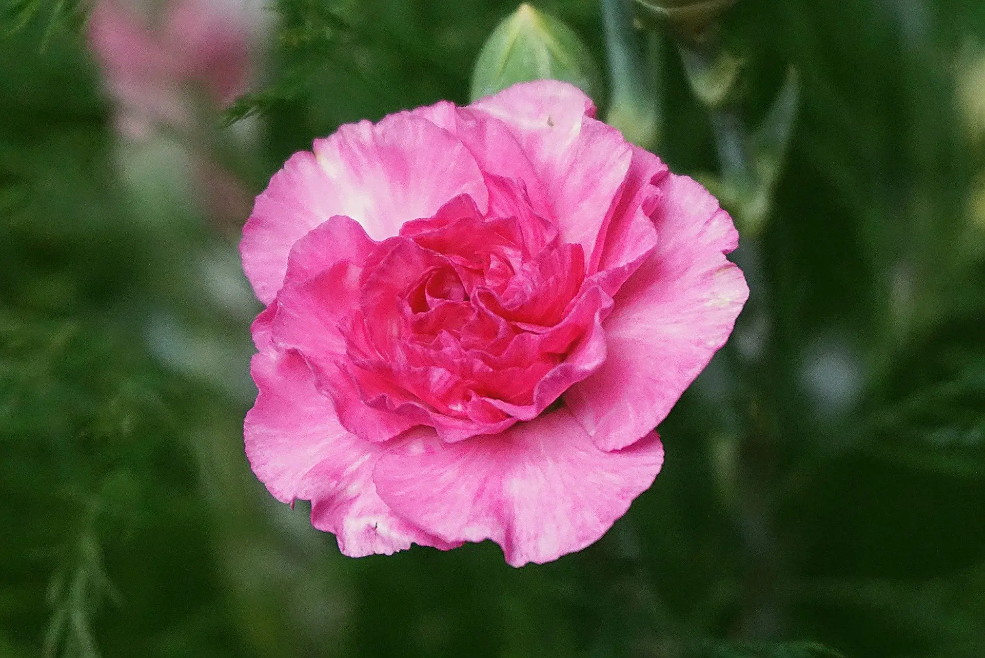 garden-carnation-5968228_1920.jpg