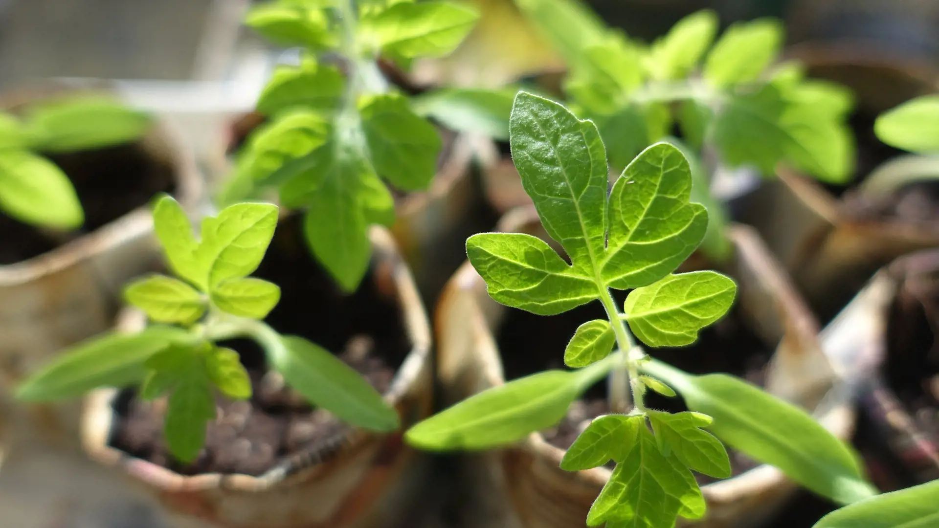 plant-999375_1920.jpg
