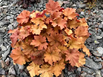 November Gardening