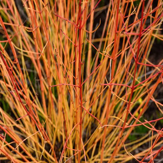shutterstock_1051314419 cornus-sanguinea-midwinter-fire-min.jpg