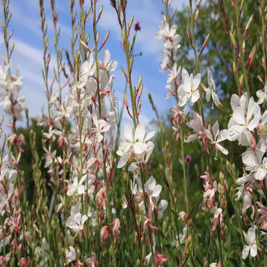 shutterstock_1749444080 Gaura lindheimeri Whirling Butterflies-min.jpg