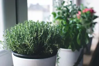 Window Boxes