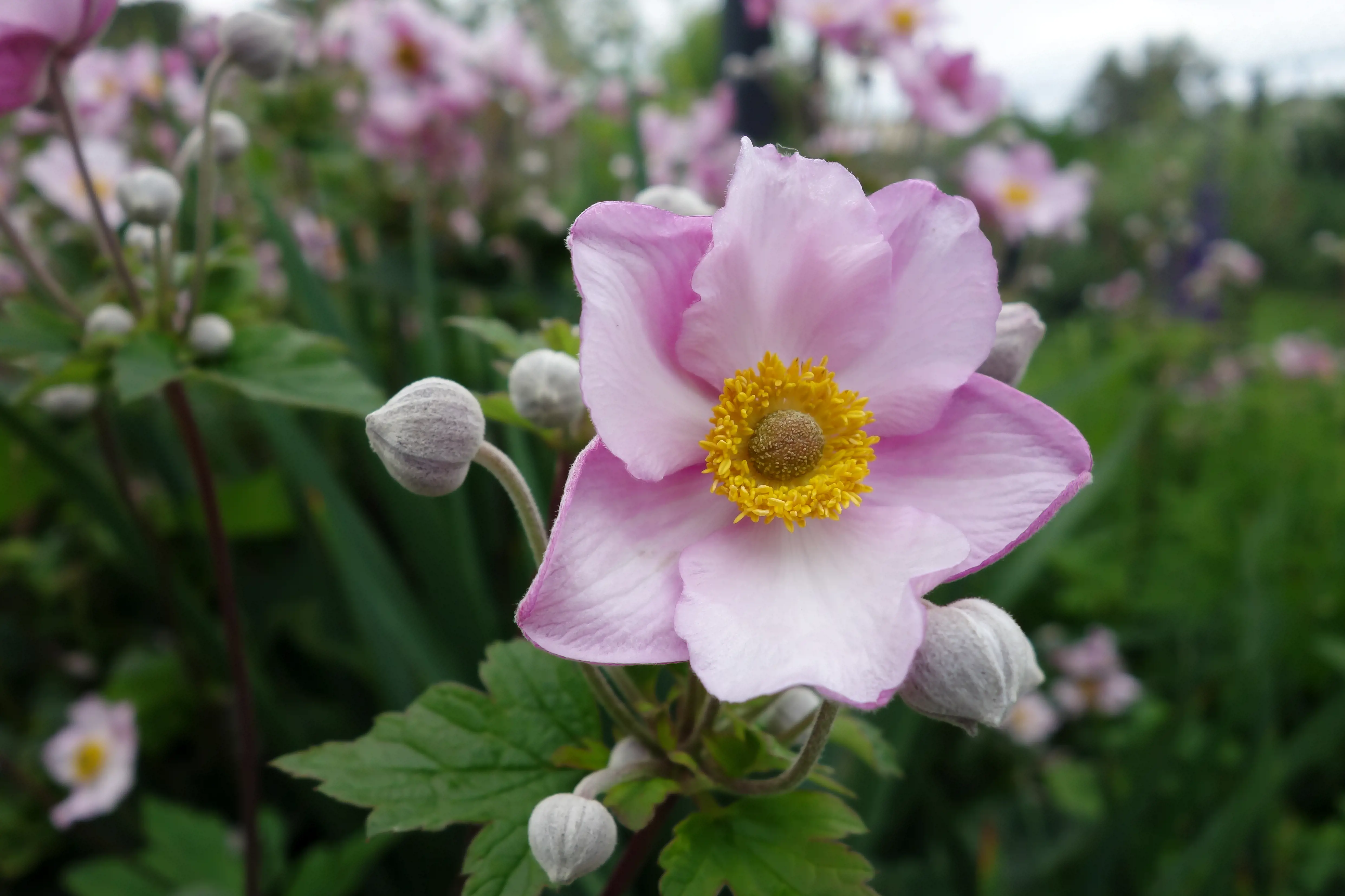 shutterstock_1563355801 Japanese Anemone.jpg