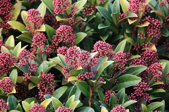 Early Winter Flowering Plants