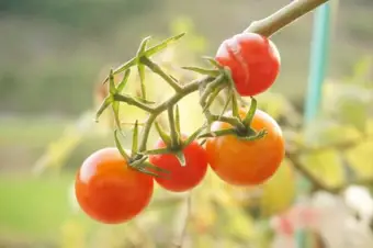 Grow Guide: Tomatoes