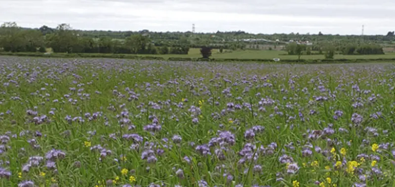 Open field landscape with purple flowers in the foreground