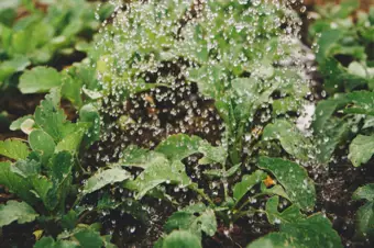Grow Guides