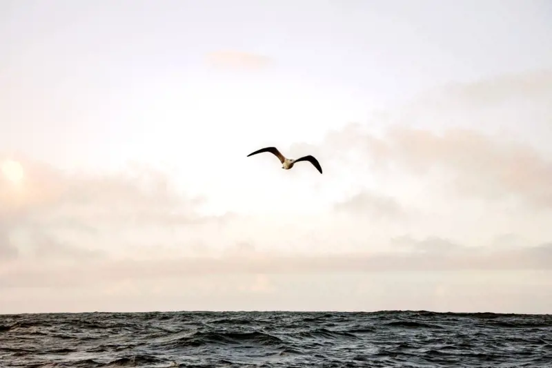 Bird over the sea