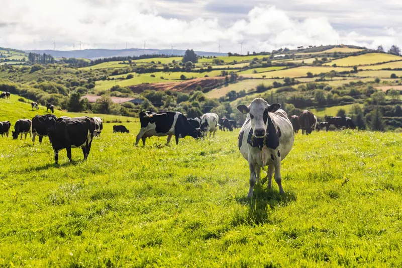 Cow standing in field