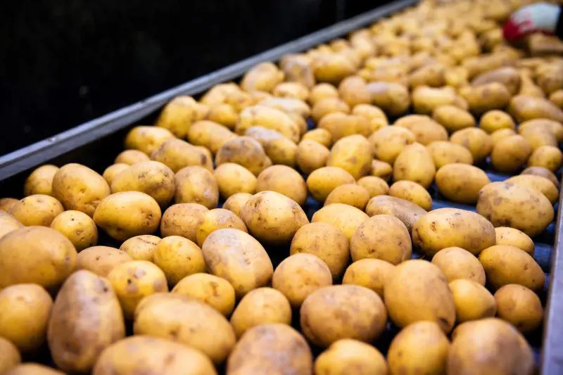 Potatoes