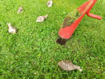 Spring bulbs being moved with a planter